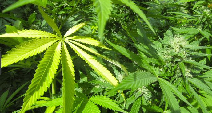 Duitse regering besluit tot legalisering cannabis